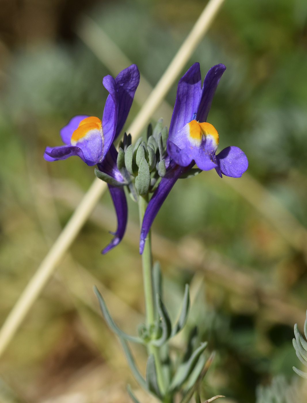 Image of Linaria alpina specimen.