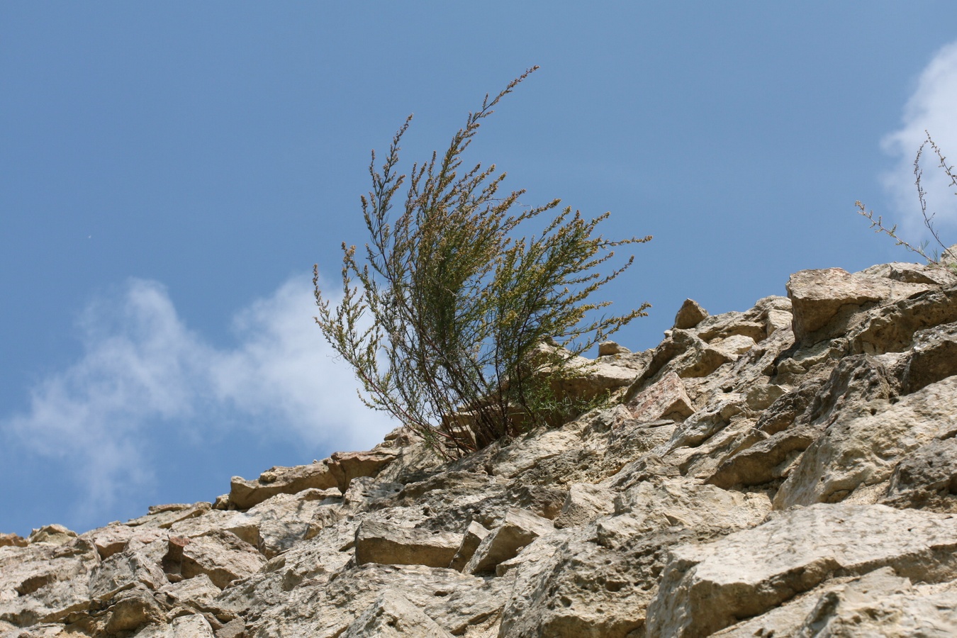 Image of Artemisia campestris specimen.