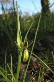 Gagea spathacea