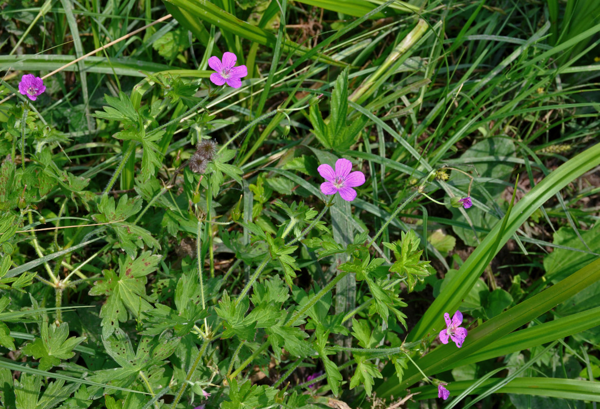 Изображение особи Geranium palustre.