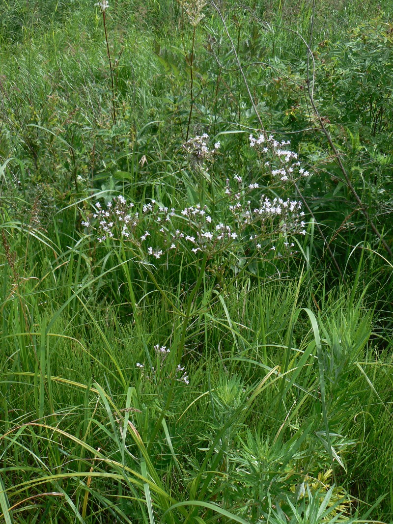 Image of Valeriana coreana specimen.