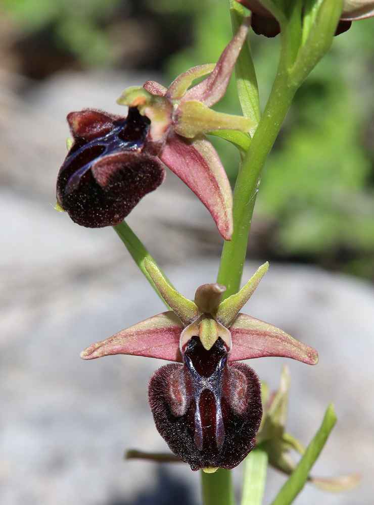 Изображение особи Ophrys mammosa.