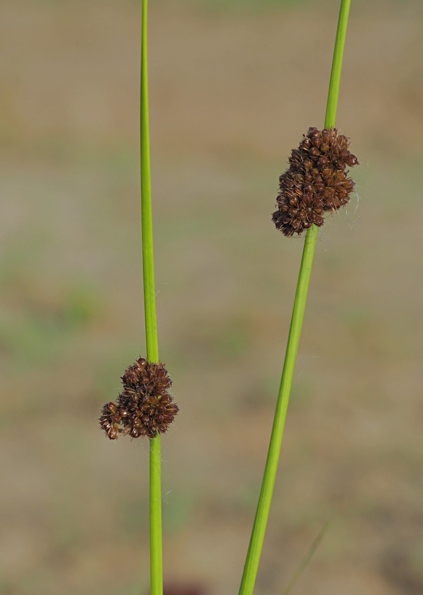 Image of Juncus conglomeratus specimen.