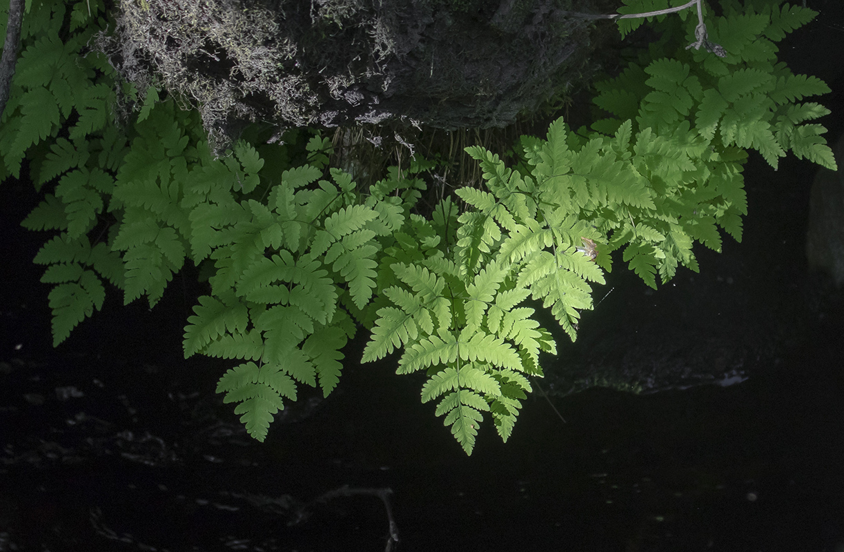 Изображение особи Gymnocarpium dryopteris.