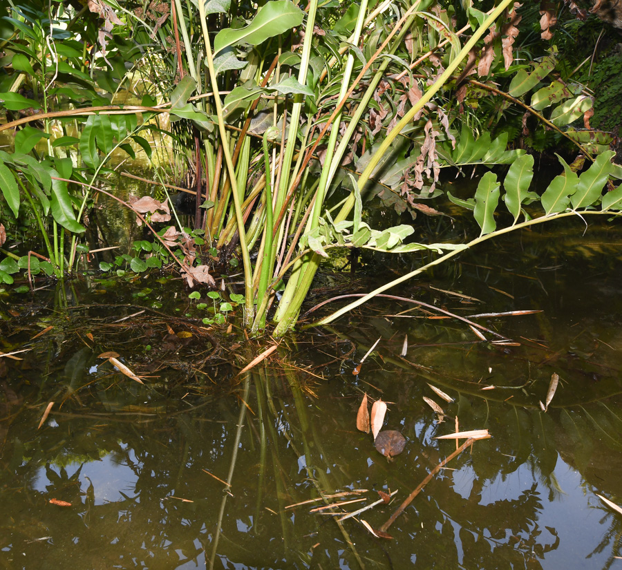 Image of Acrostichum aureum specimen.