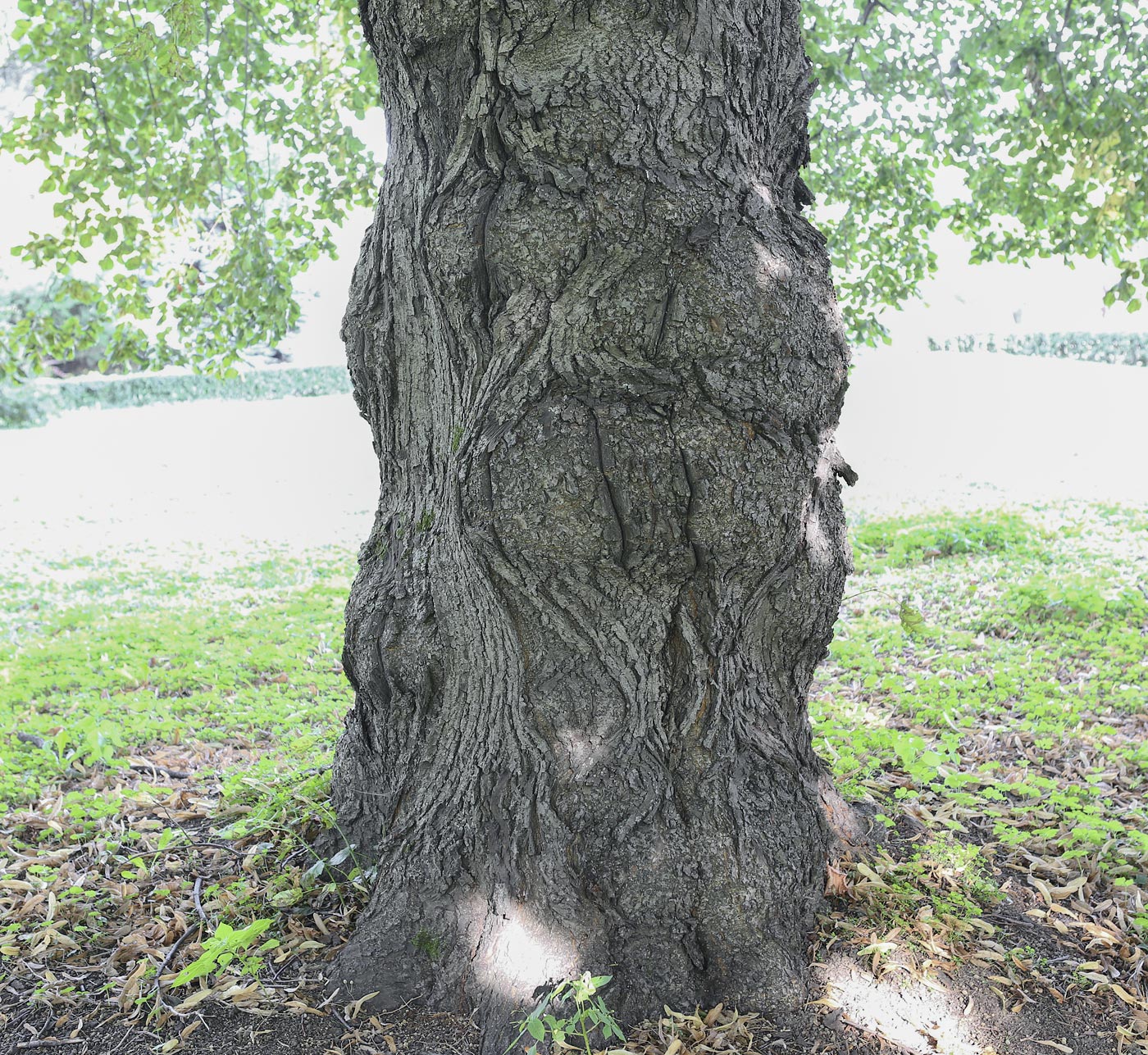 Image of Tilia platyphyllos specimen.