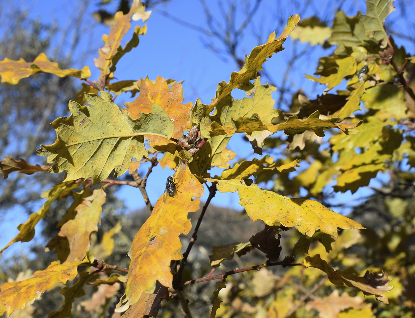 Image of genus Quercus specimen.