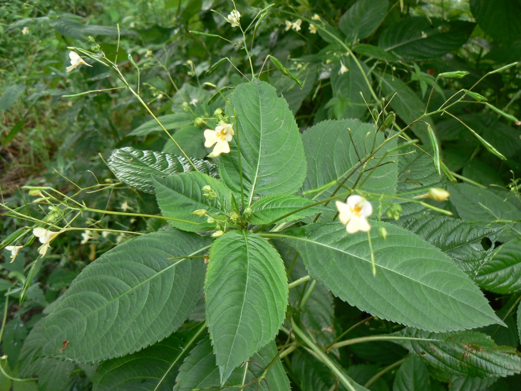 Изображение особи Impatiens parviflora.