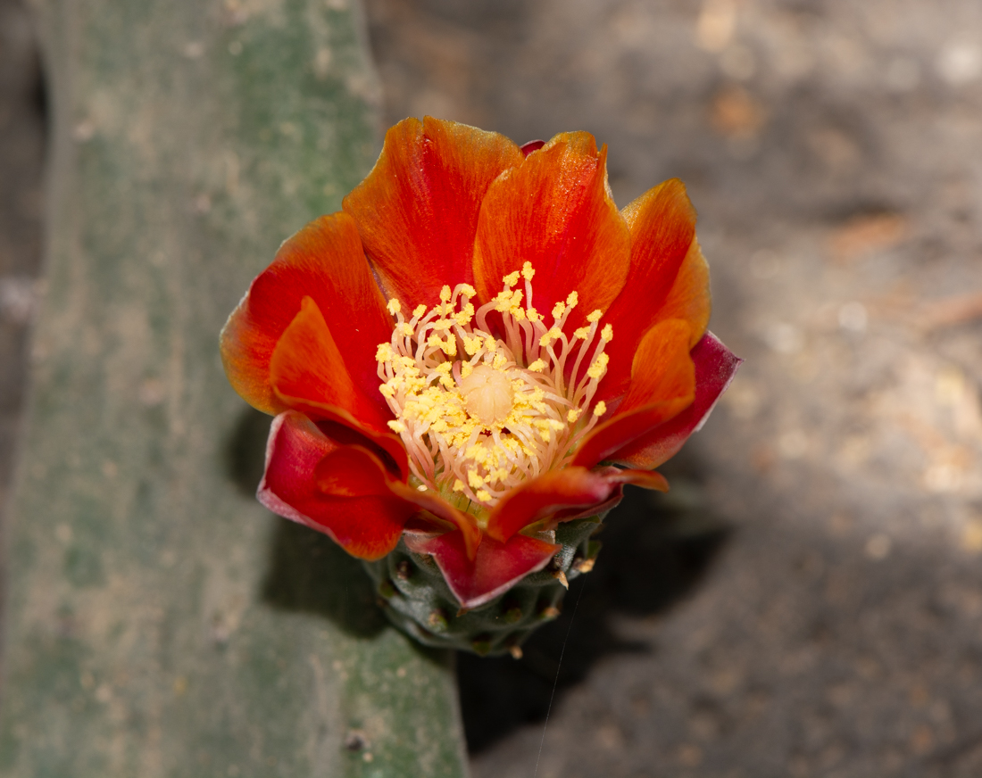 Изображение особи Opuntia tomentosa.