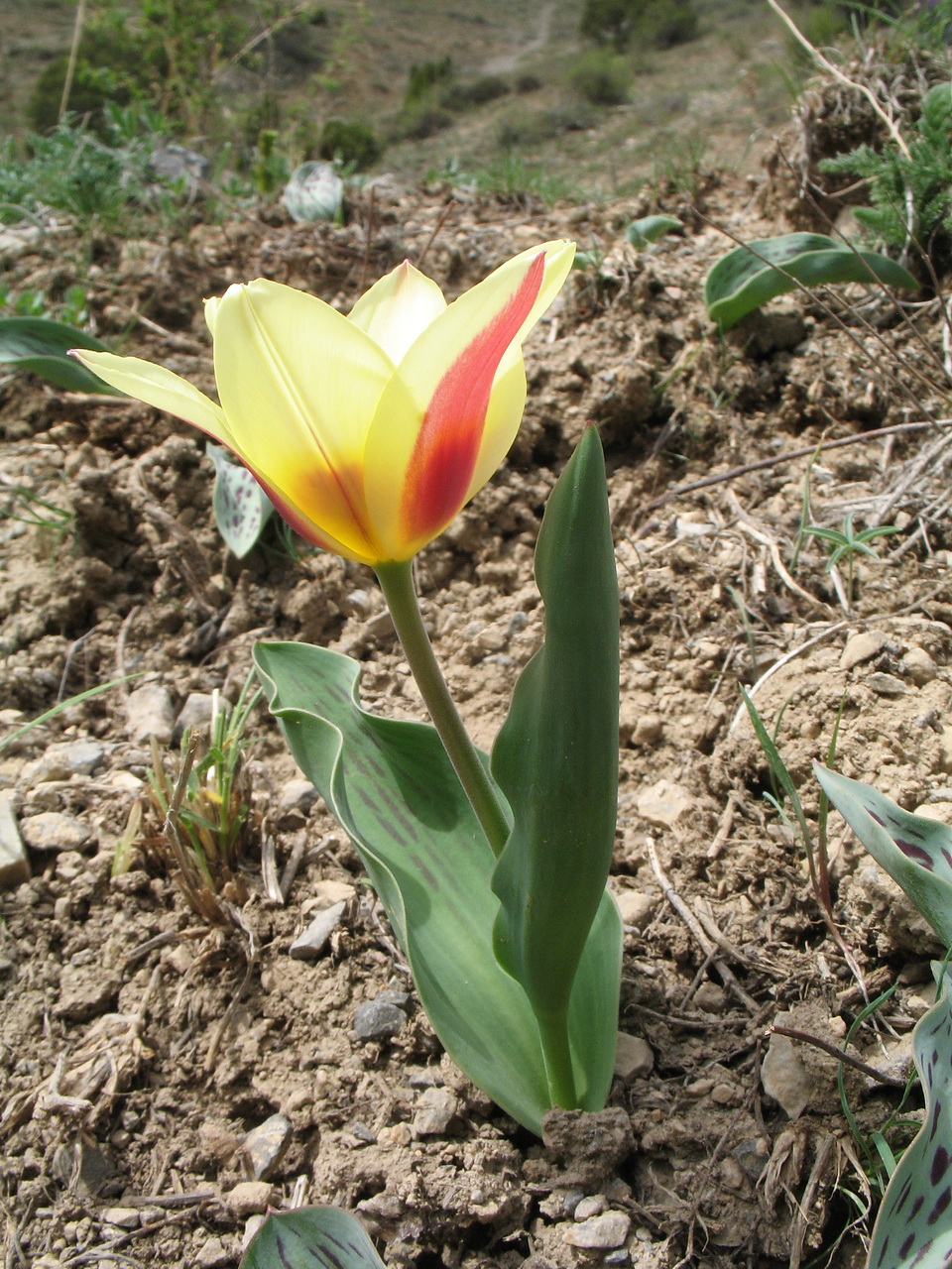 Изображение особи род Tulipa.