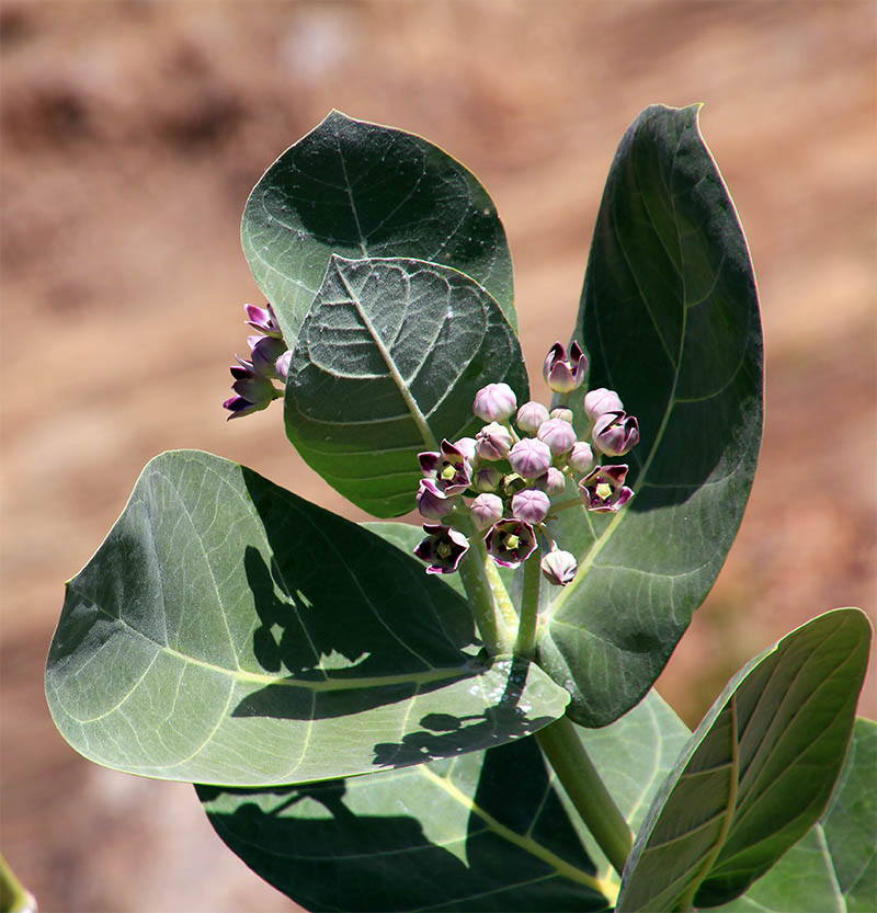 Image of Calotropis gigantea specimen.