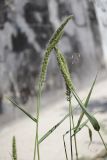 Setaria verticillata