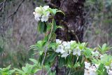 род Rhododendron. Ветви с соцветиями. Бутан, дзонгхаг Пунакха, национальный парк \"Royal Botanical\". 03.05.2019.