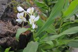 genus Hedychium. Цветущее растение. Непал, провинция Лумбини-Прадеш, р-н Пальпа, г. Тансен. 26.11.2017.