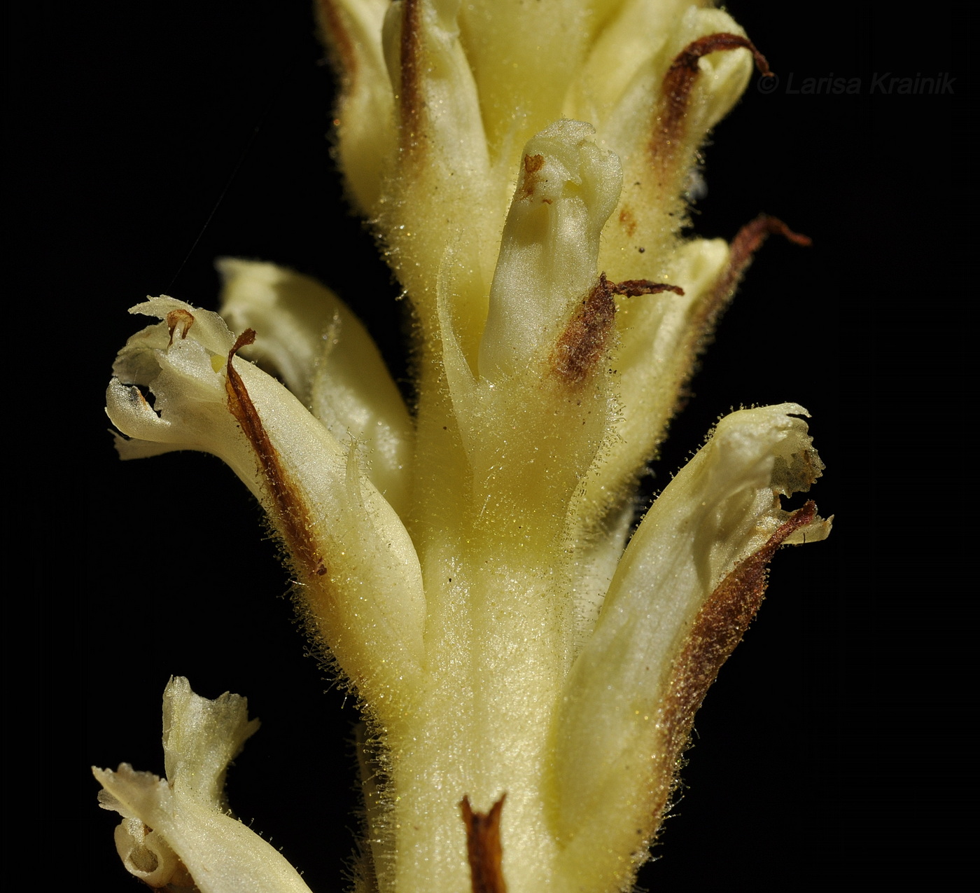 Image of Orobanche hederae specimen.