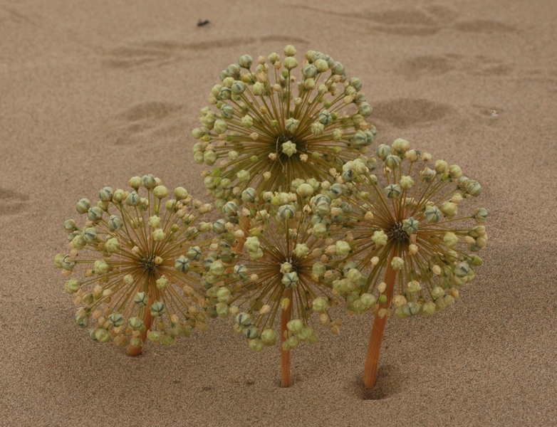Image of Allium sabulosum specimen.