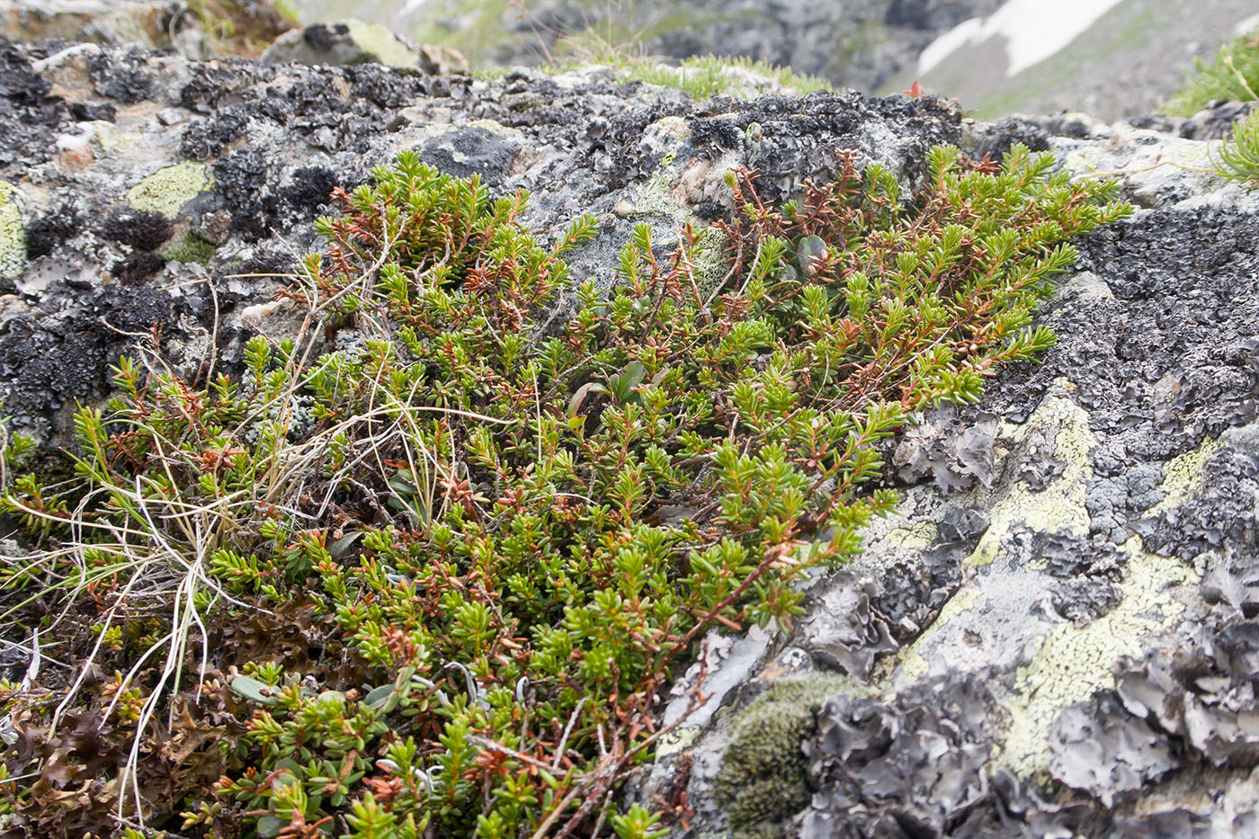 Изображение особи Empetrum caucasicum.