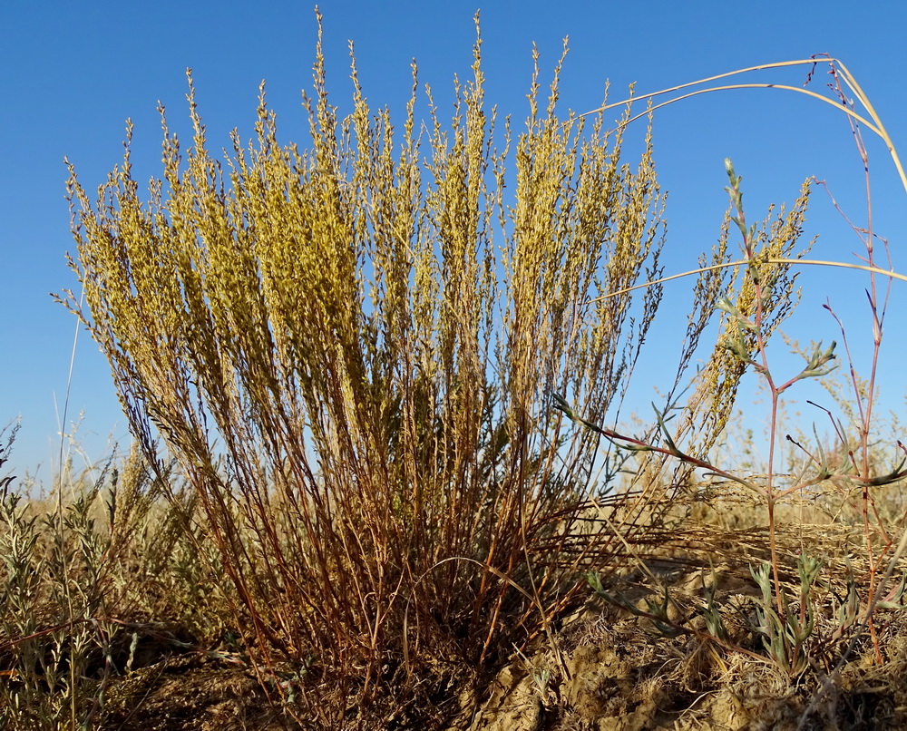 Изображение особи Artemisia pauciflora.