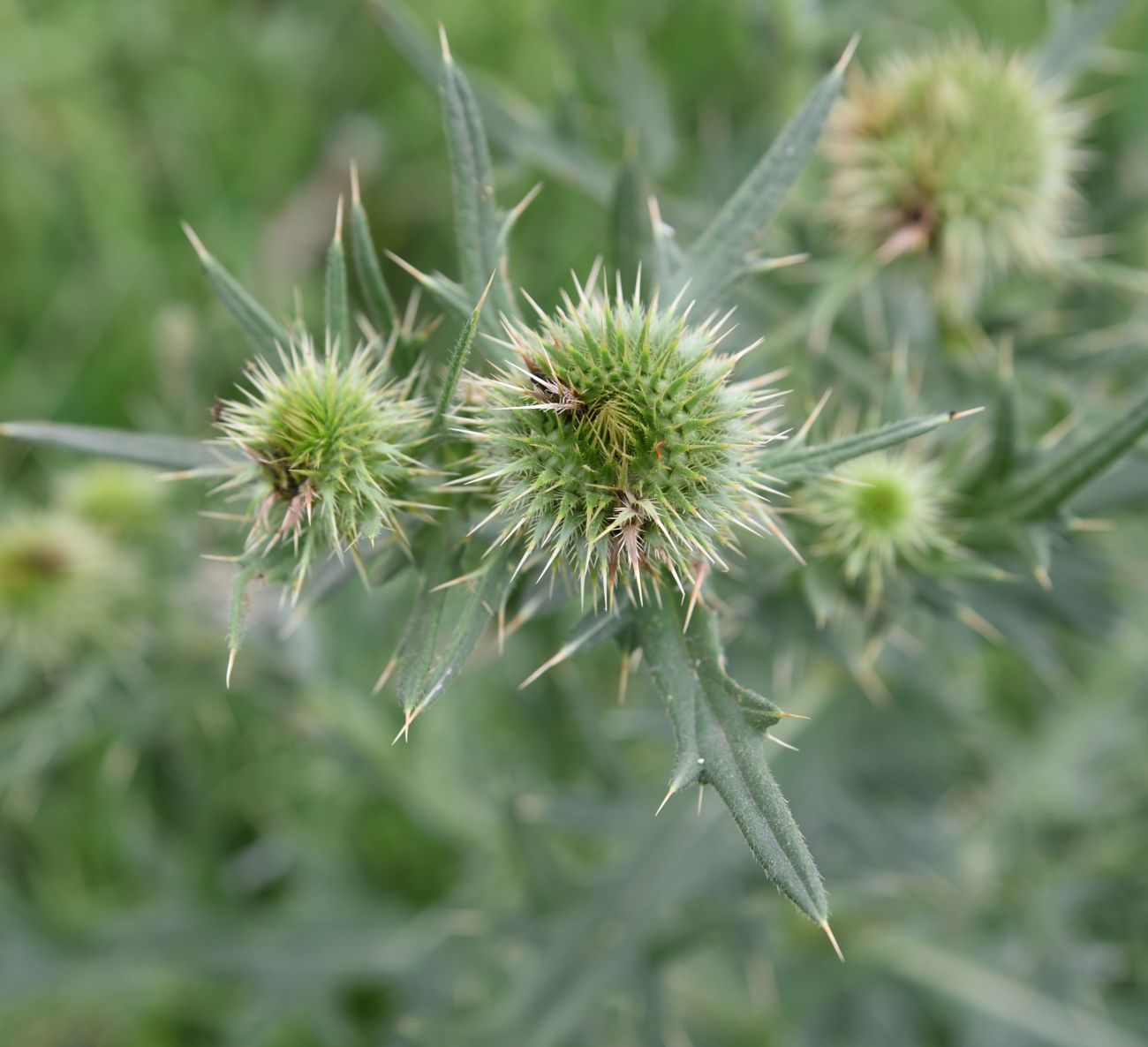 Image of genus Cirsium specimen.