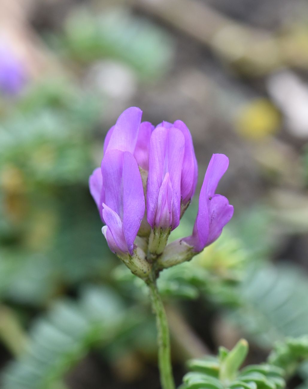 Image of genus Astragalus specimen.