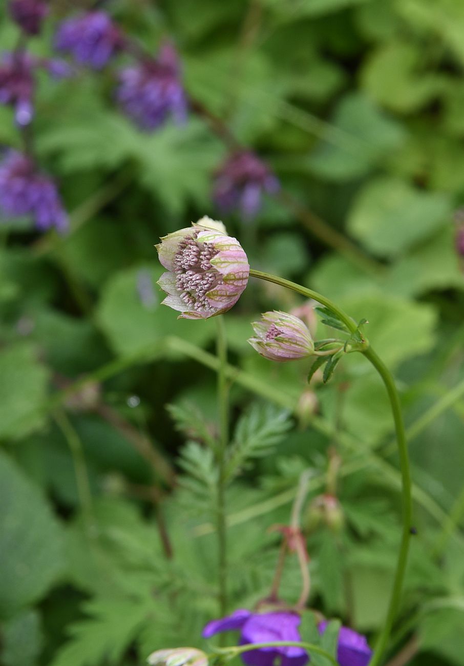 Image of Astrantia maxima specimen.