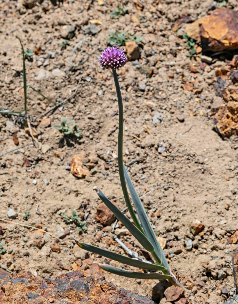 Image of Allium carolinianum specimen.