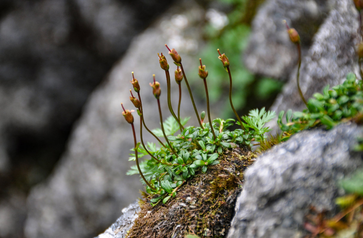 Image of Diapensia obovata specimen.