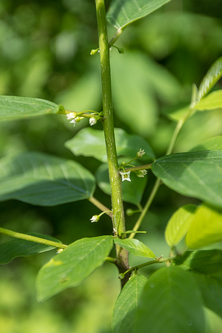 Изображение особи Frangula alnus.