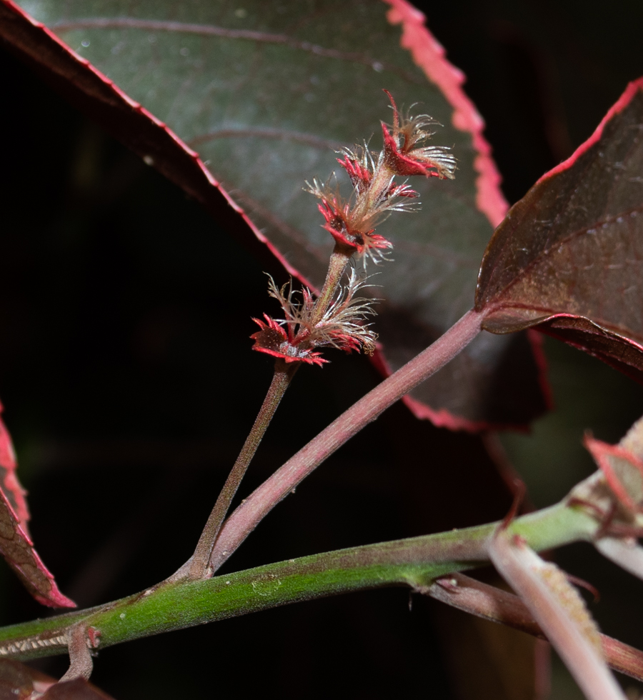 Image of Acalypha wilkesiana specimen.