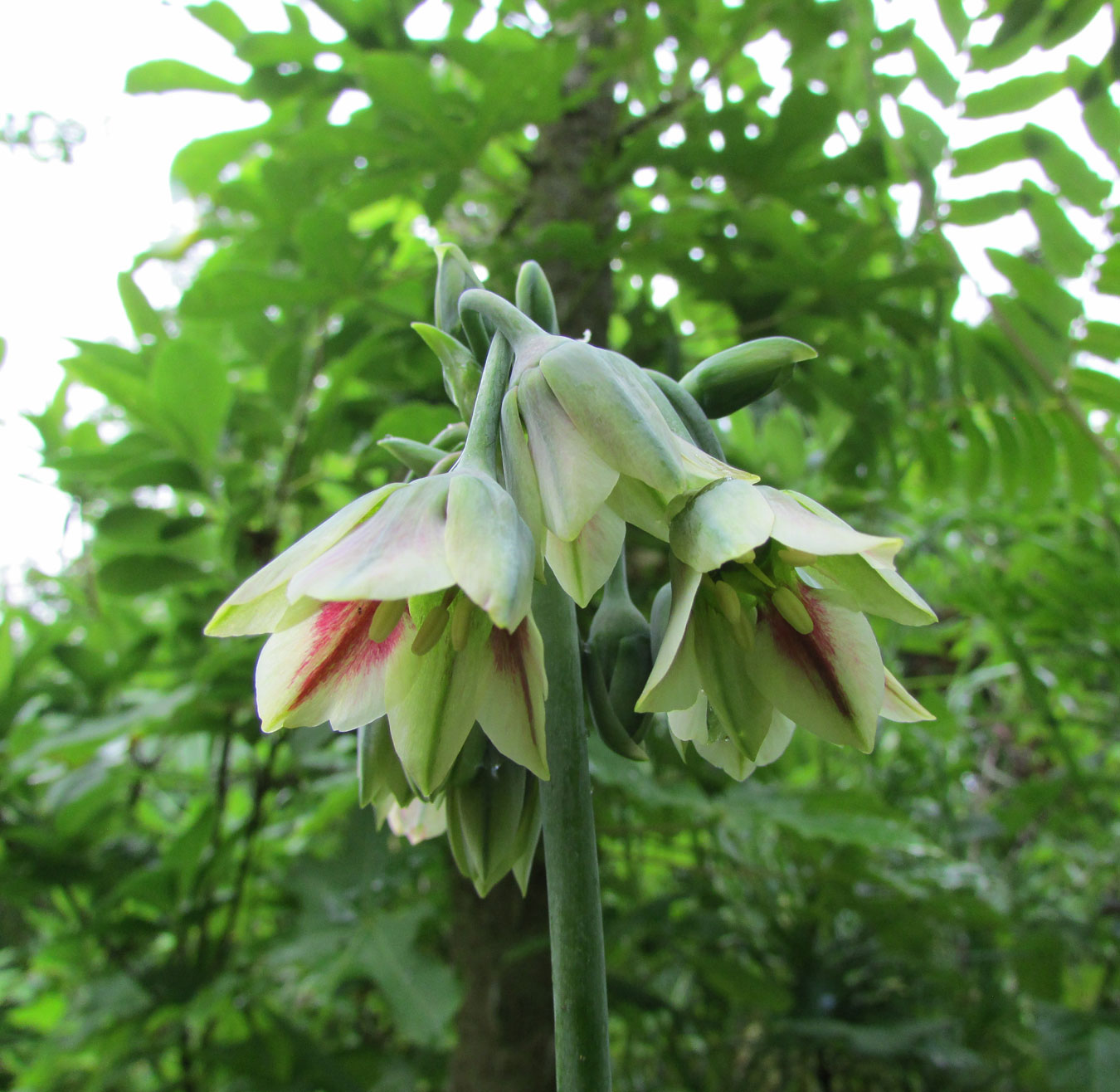 Image of Nectaroscordum siculum specimen.