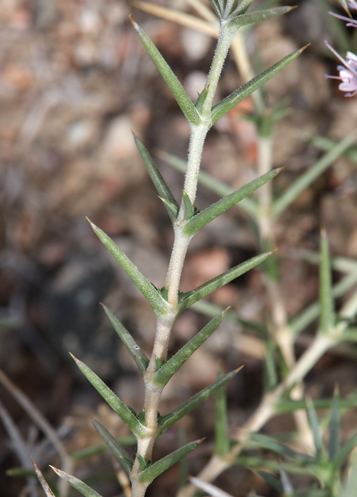 Image of Acanthophyllum pungens specimen.