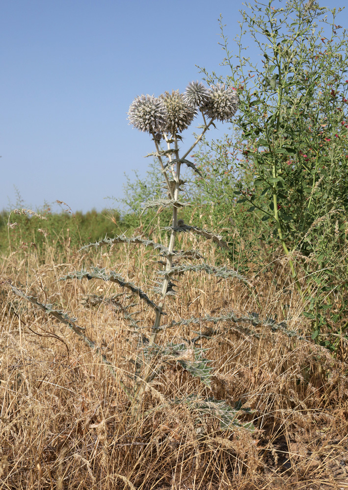 Изображение особи Echinops leucographus.