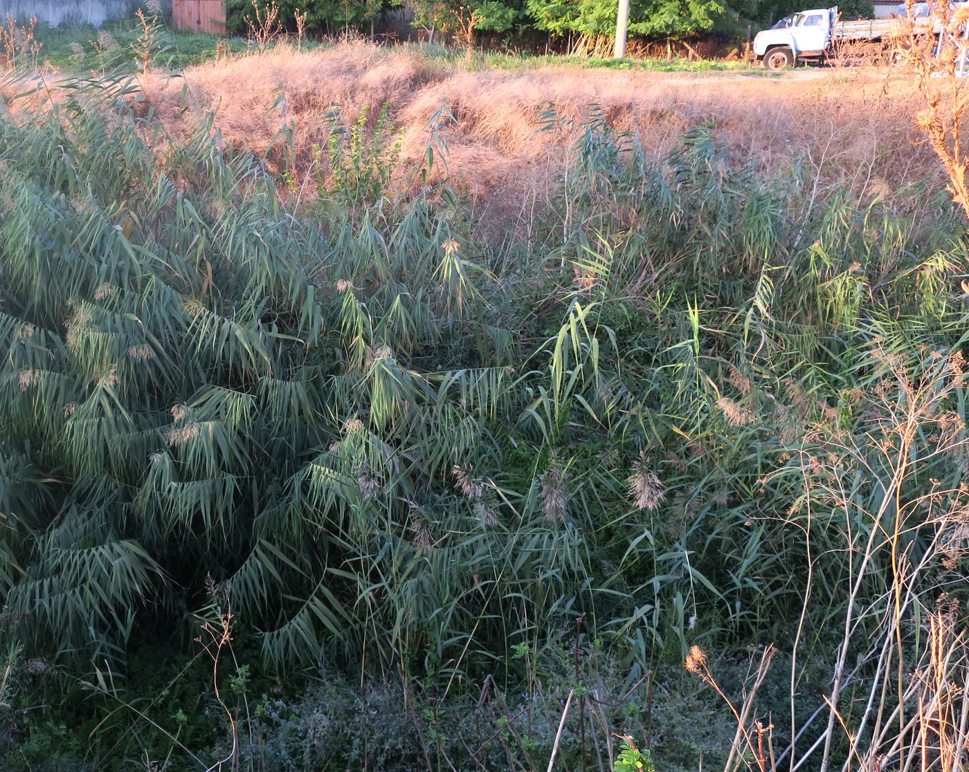 Изображение особи род Phragmites.