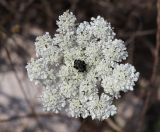 Daucus guttatus