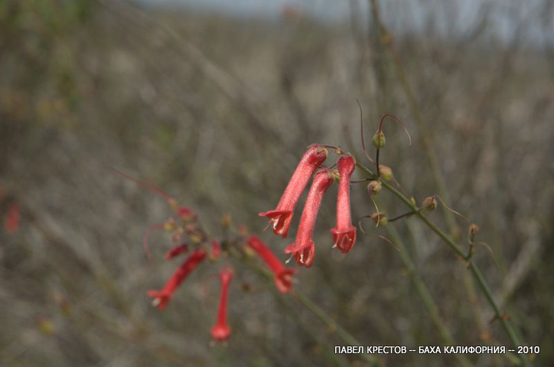 Image of Gambelia juncea specimen.