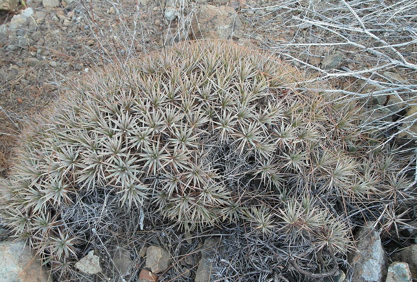 Image of genus Acantholimon specimen.