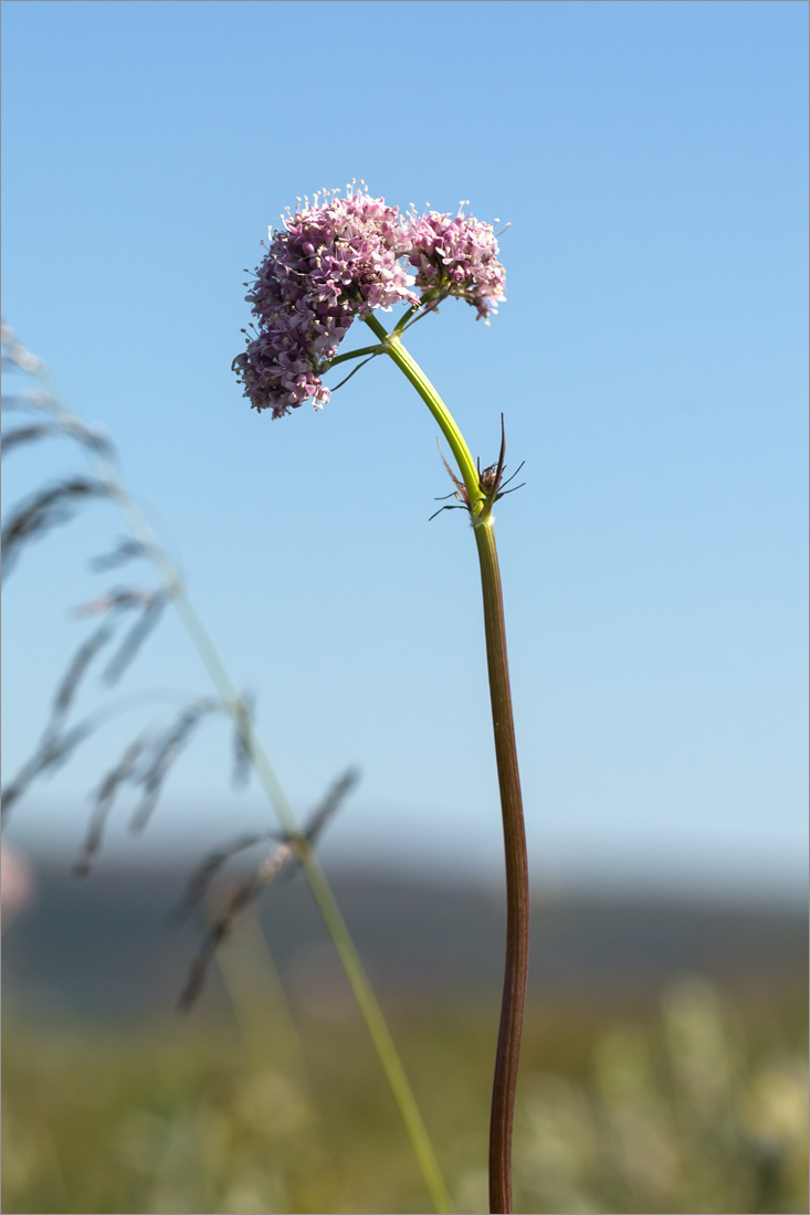 Изображение особи Valeriana sambucifolia.