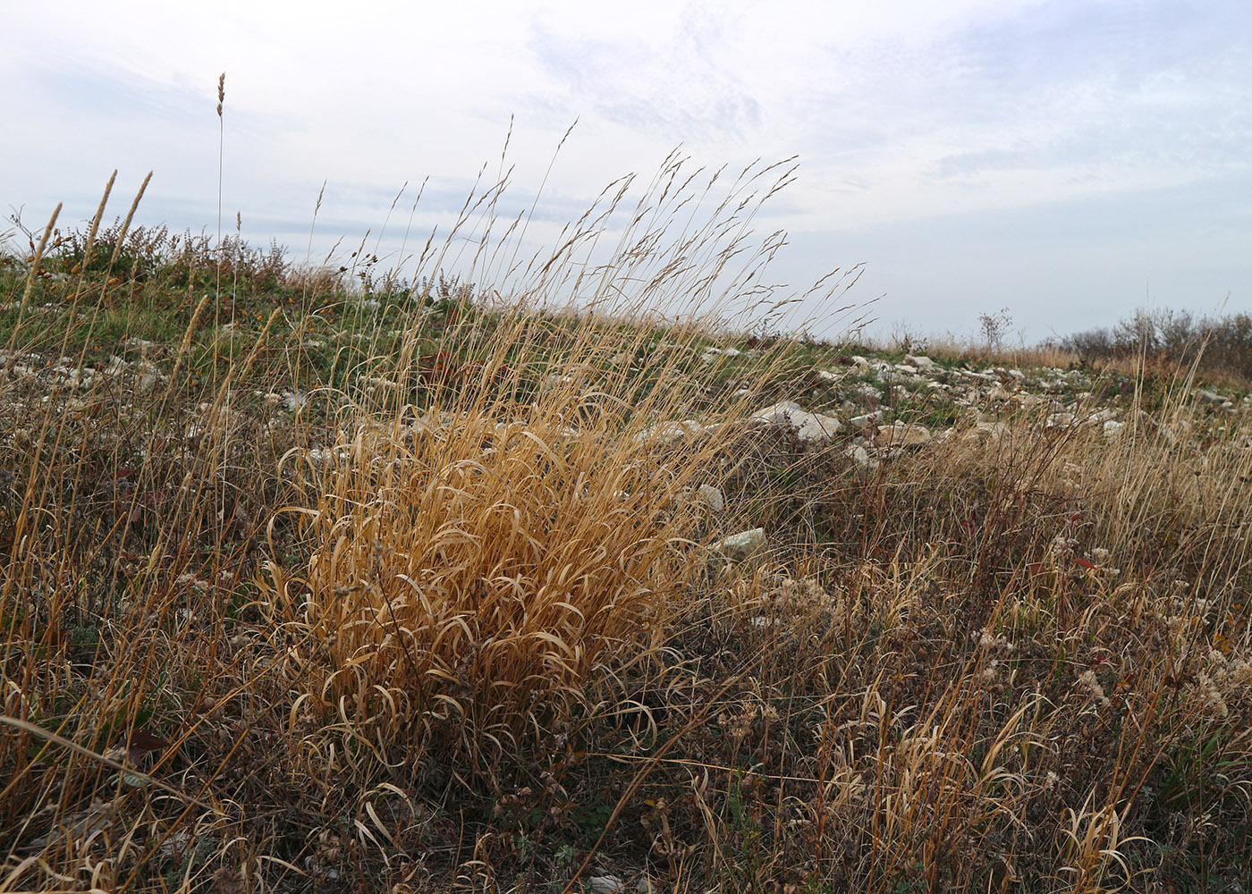 Image of Brachypodium rupestre specimen.