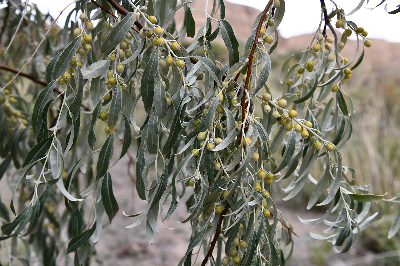 Image of Elaeagnus iliensis specimen.