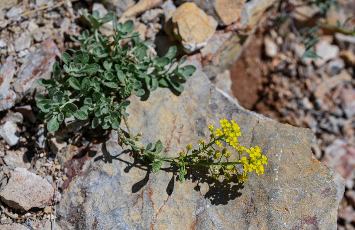 Image of Odontarrhena obovata specimen.