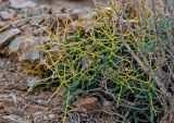 Bupleurum spinosum. Плодоносящее растение. Марокко, обл. Марракеш - Сафи, хр. Высокий Атлас, перевал Тизи-н'Тишка, ≈ 2000 м н.у.м., каменистый склон. 01.01.2023.