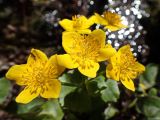 Caltha membranacea