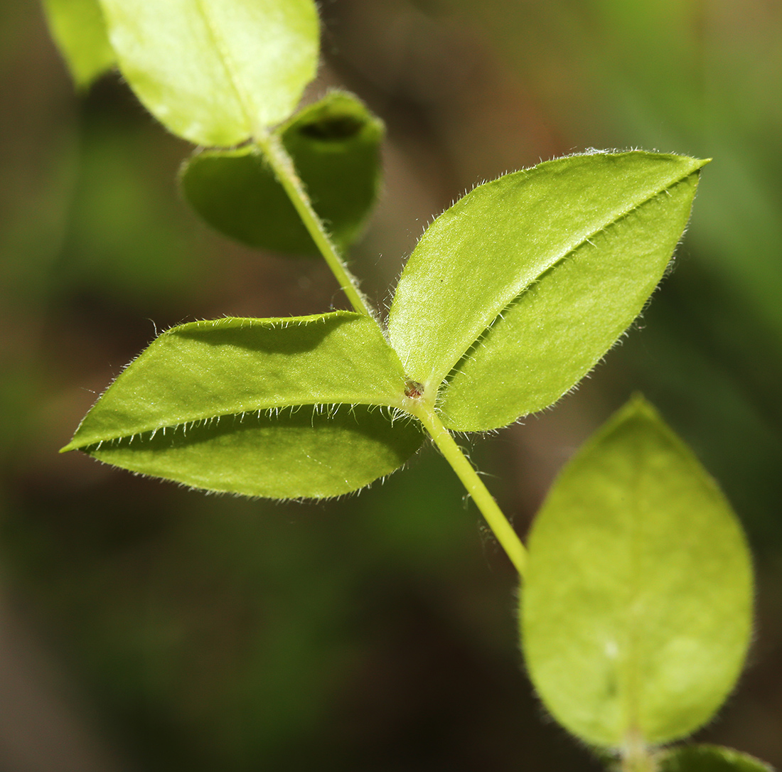 Image of Pseudostellaria japonica specimen.