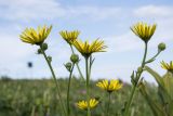 Doronicum macrophyllum. Верхушки побегов с соцветиями. Республика Адыгея, Майкопский р-н, ок. 7 км к югу от с. Новопрохладное, хр. Ду-Ду-Гуш, выс. ок. 1570 м н.у.м., субальпийский луг. 09.06.2024.