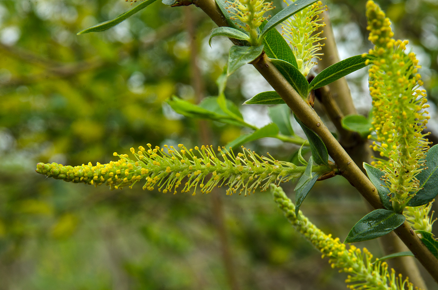 Image of Salix triandra specimen.