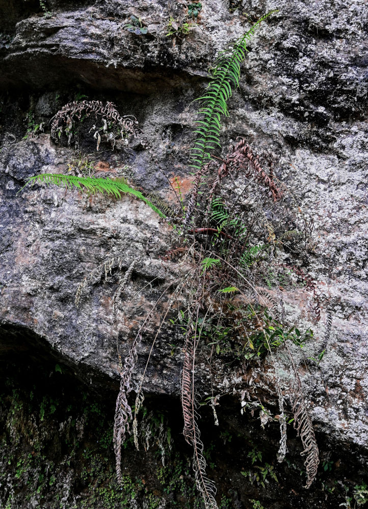 Изображение особи Pteris vittata.