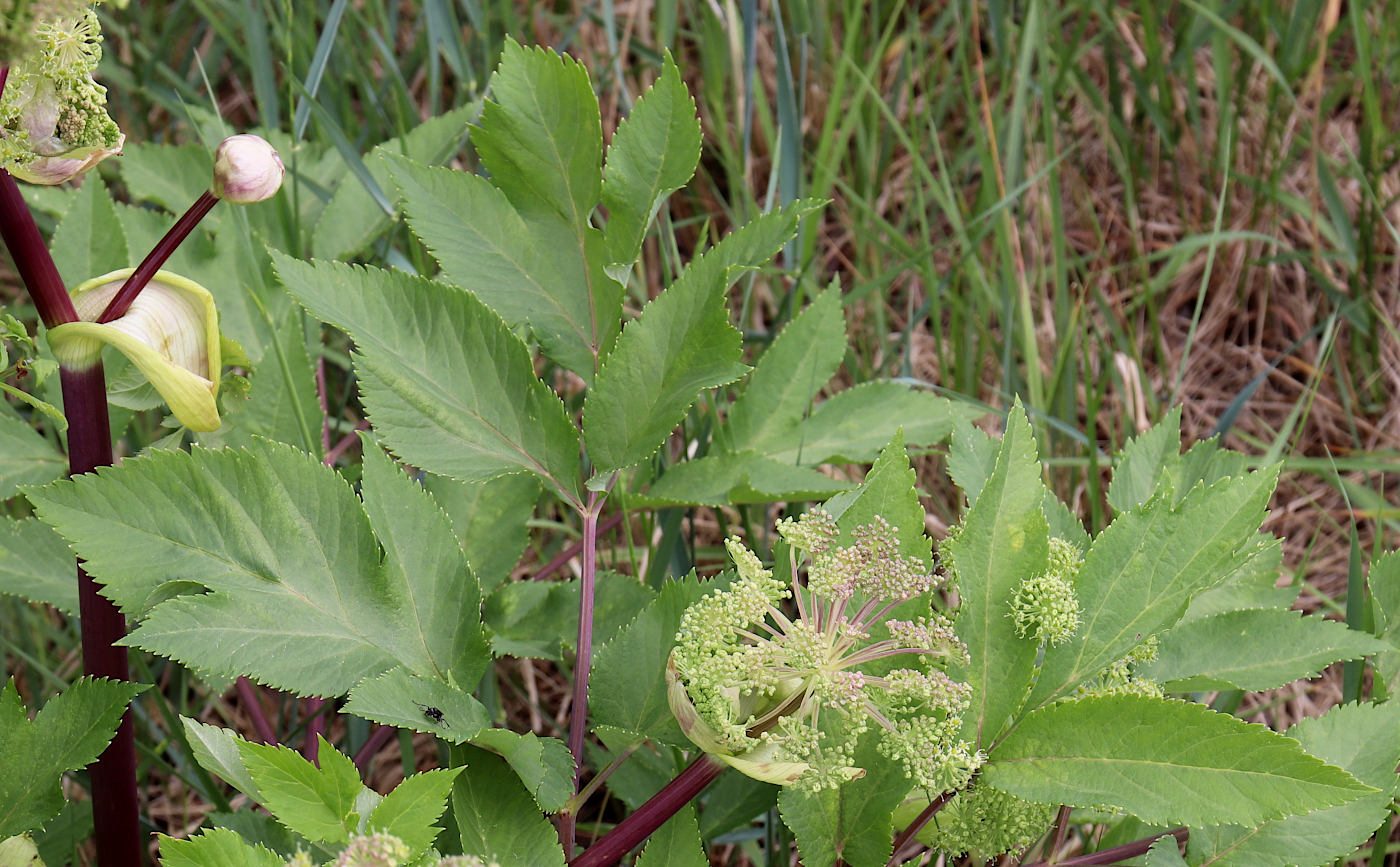 Изображение особи Archangelica litoralis.