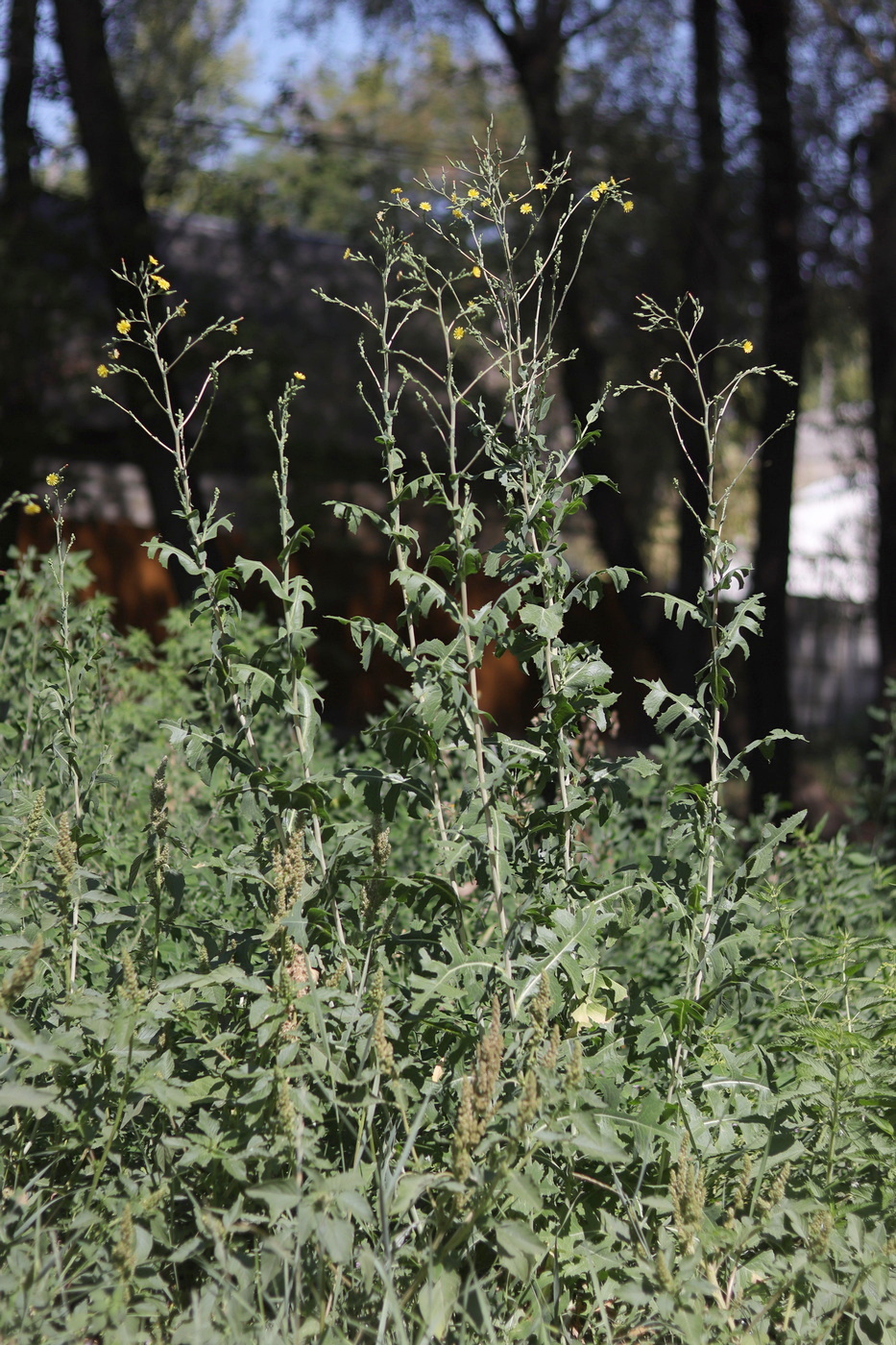 Изображение особи Lactuca serriola.