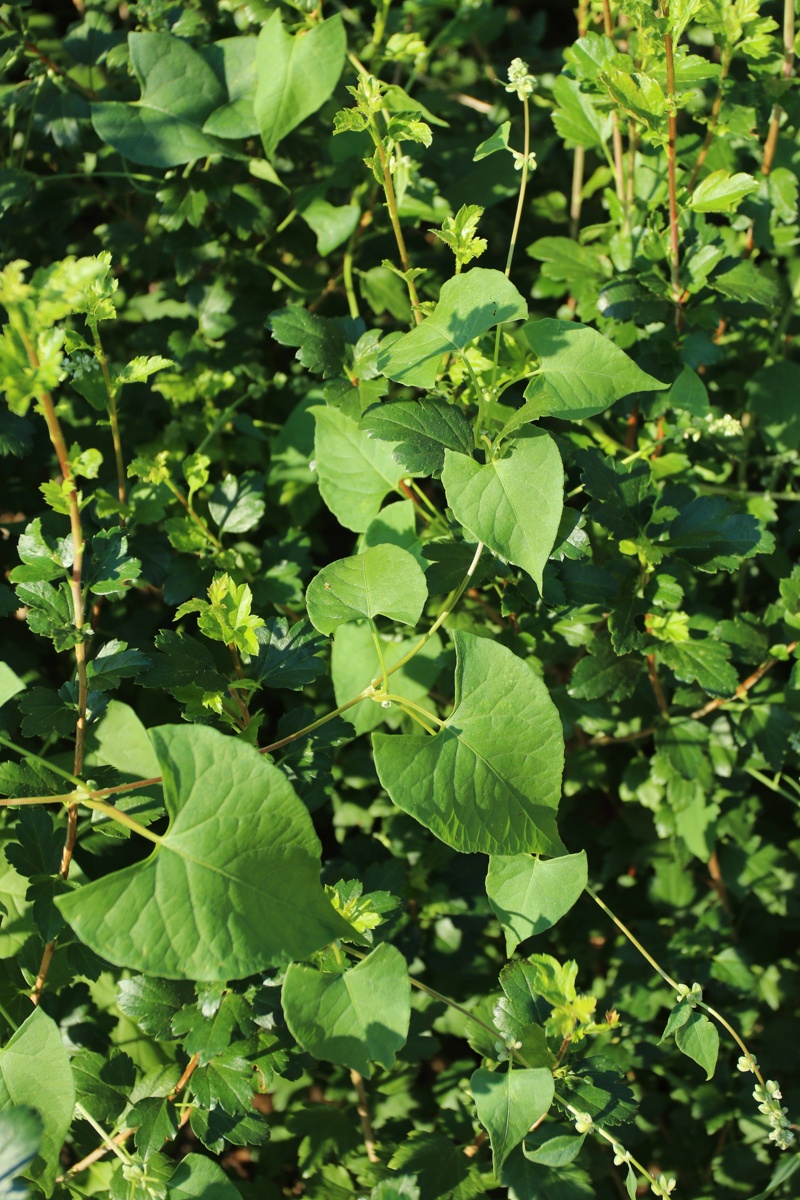 Image of Fallopia convolvulus specimen.