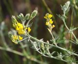 Medicago falcata. Верхушка растения с соцветиями. Краснодарский край, м/о Анапа, окр. станицы Благовещенская, высокий берег Бугазского лимана между Бугазской косой и косой Голенькой. 09.06.2021.